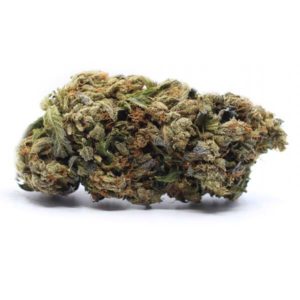 manitoba poison weed strain
