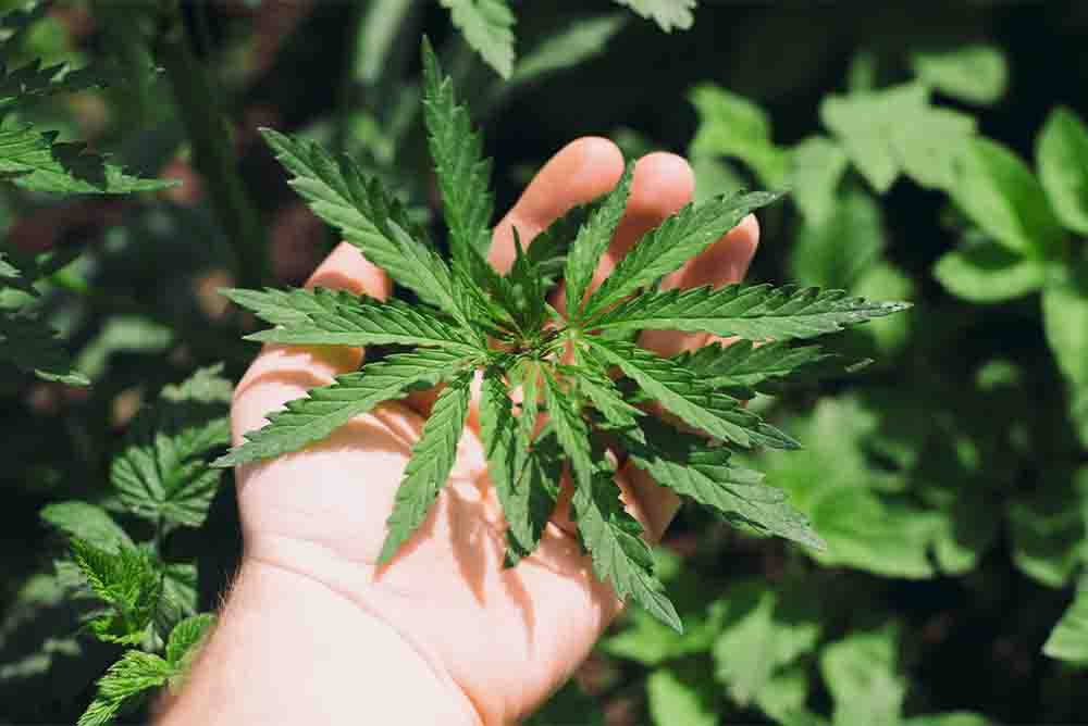 buy premium weed in Kitchener Waterloo