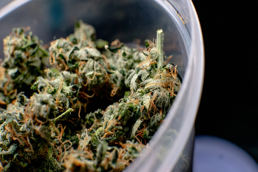 recreational marijuana strain. sativa thc harvest in details.