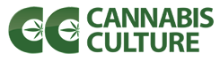 Canna Culture