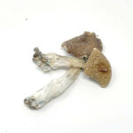 penis envy dried mushrooms
