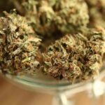 from stress to success top premium weed strains to help you thrive