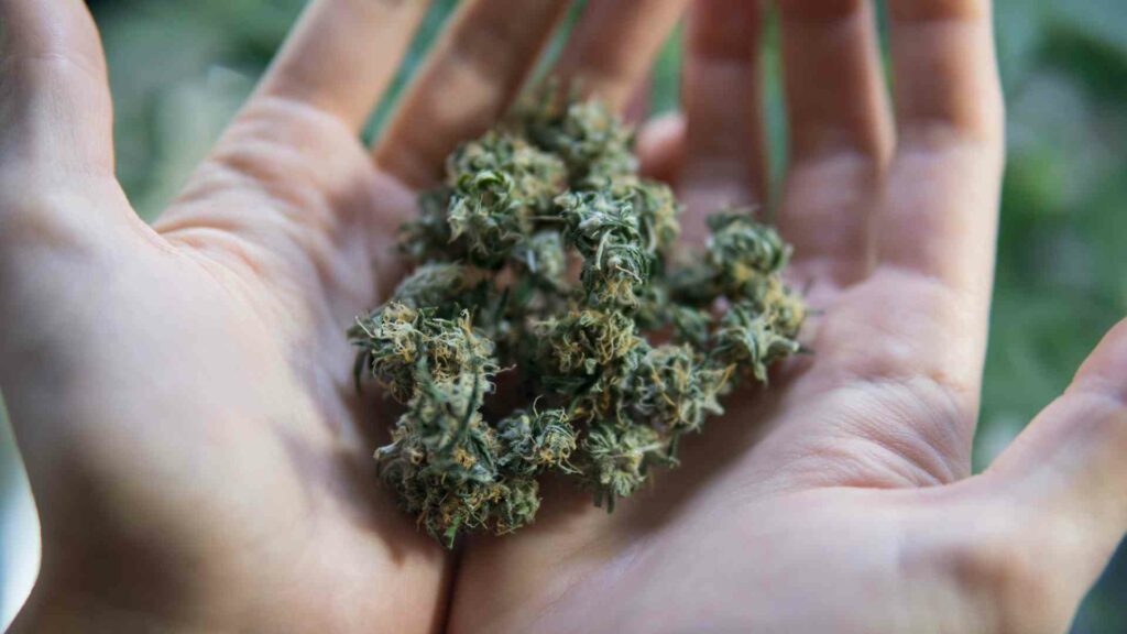 premium weed unlocking the benefits of superior cannabis strains