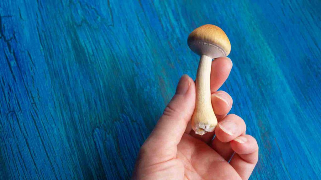 unlocking the potential of magic mushroom capsules benefits and effects