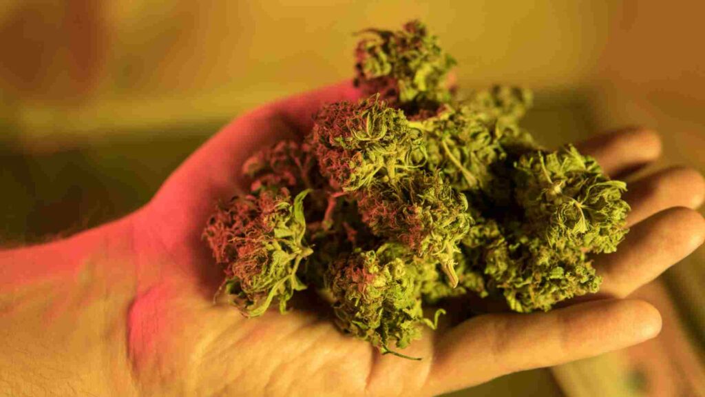 unveiling the secrets of premium weed what sets it apart