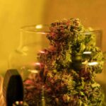 dispensary vs street dealers why choosing a licensed dispensary in london matters