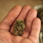 high quality low price your guide to cheap weed in guelph
