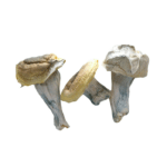 iceberg dried mushrooms