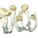 choda dried mushrooms