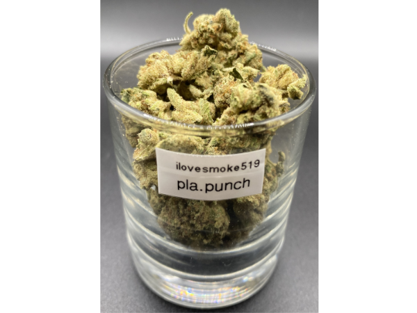 Platinum Punch AAA sativa dominant hybrid dried cannabis flower buds
