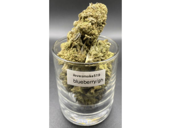 Blueberry Kush GH indica dried cannabis flower buds