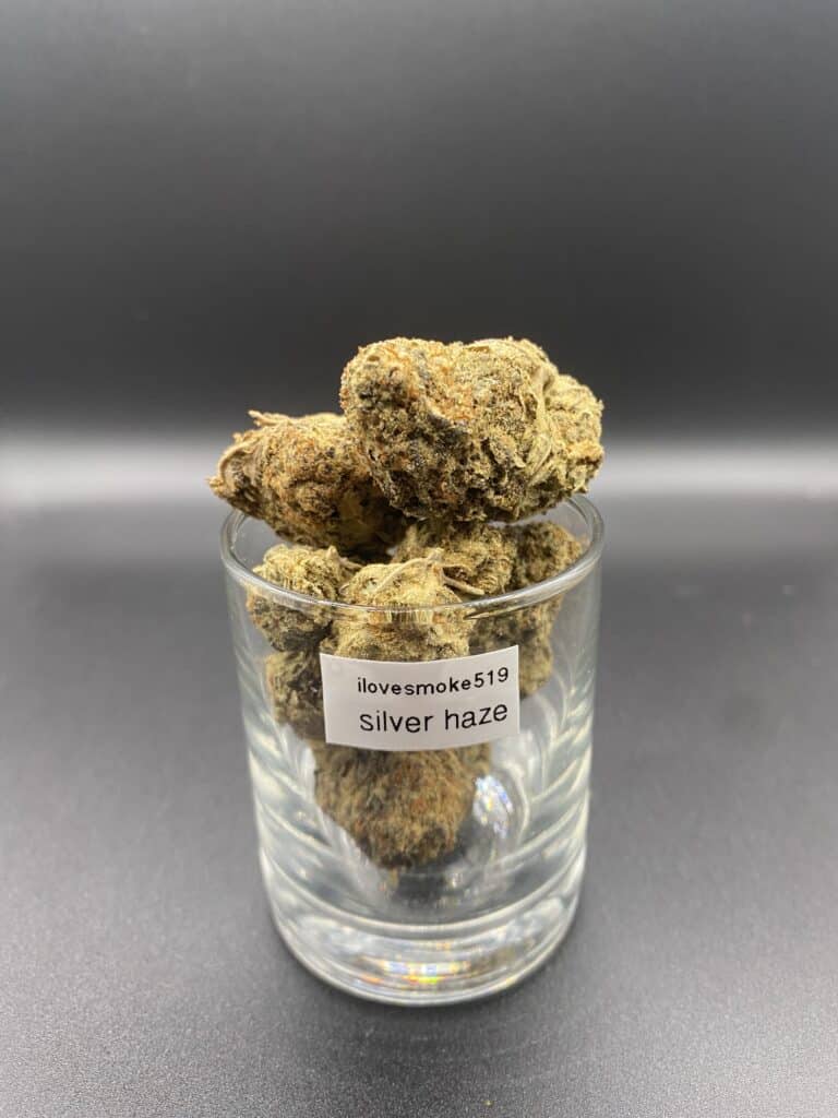 Super Silver Haze cannabis flower buds with a hand-trimmed finish and structured appearance.