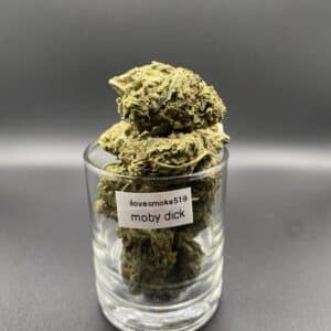 Moby Dick Sativa-Dominant Hybrid Cannabis Strain
