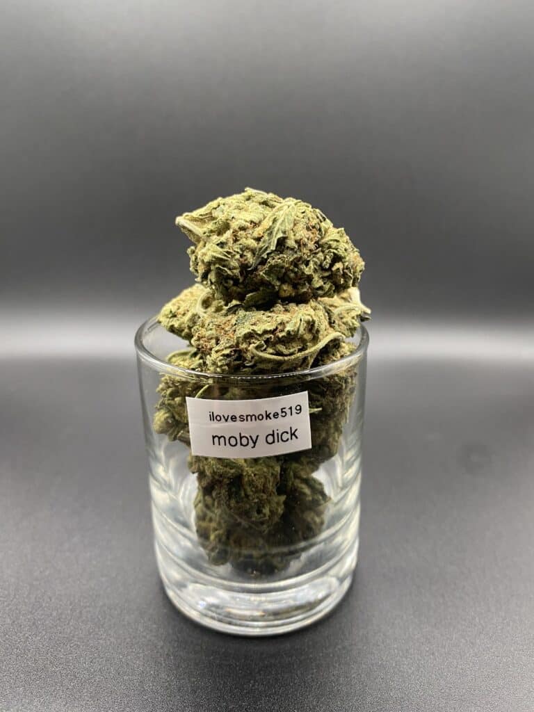 Moby Dick Sativa-Dominant Hybrid Cannabis Strain