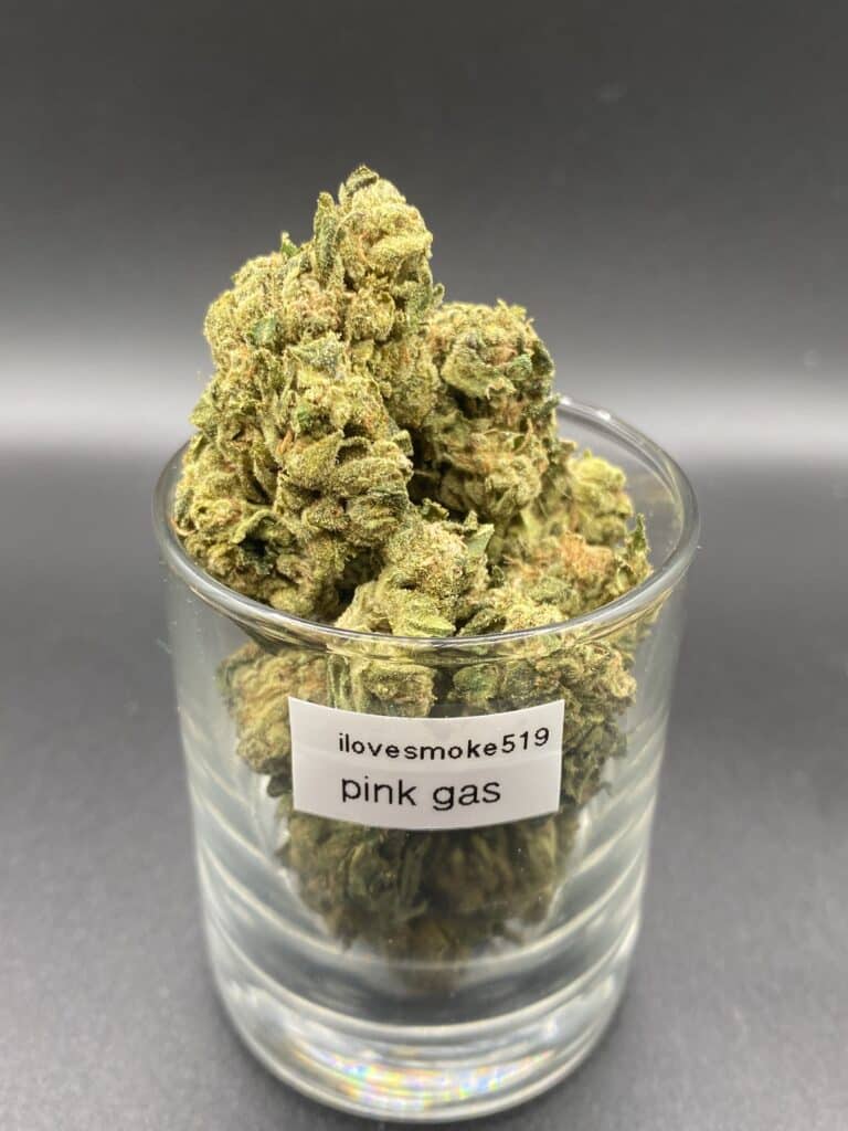 Pink Gas indica dominant hybrid dried cannabis flower buds