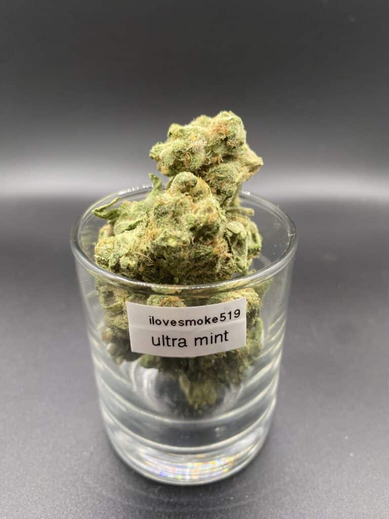 Ultra Mint indica dominated hybrid dried cannabis flower buds
