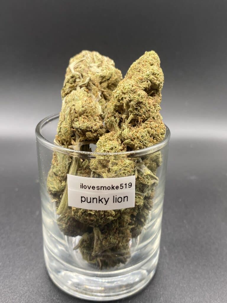 Punky Lion indica dried cannabis flower buds