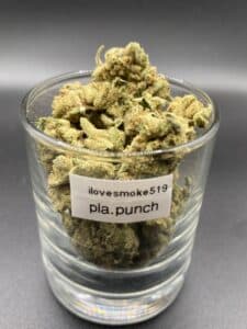 Platinum Punch AAA sativa dominant hybrid dried cannabis flower buds