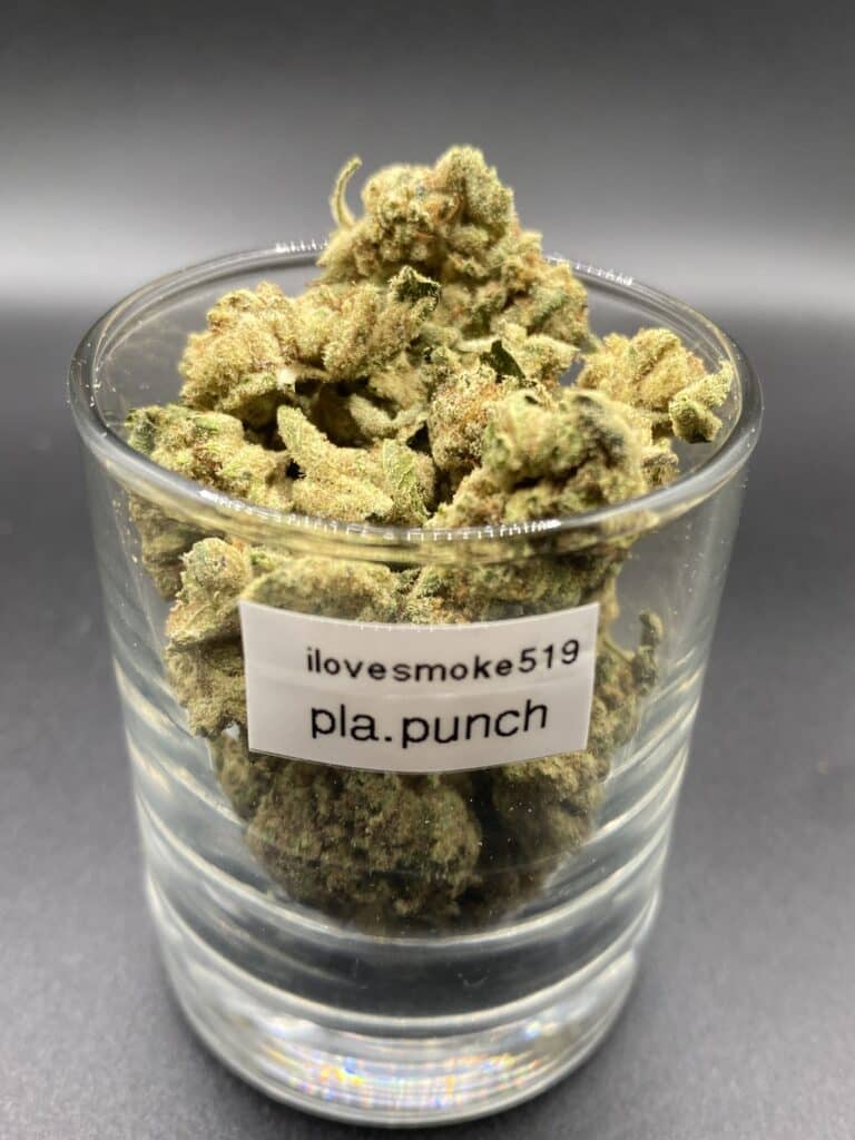 Platinum Punch AAA sativa dominant hybrid dried cannabis flower buds