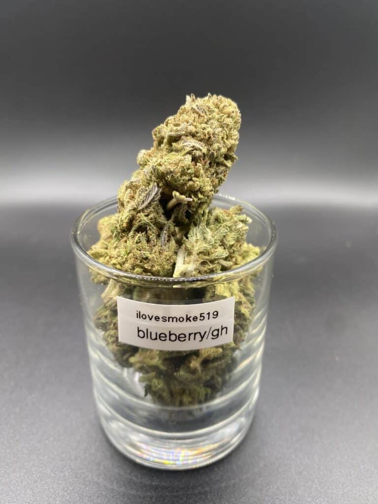 Blueberry Kush GH indica dried cannabis flower buds