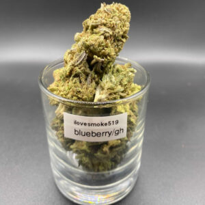 Blueberry Kush GH indica dried cannabis flower buds