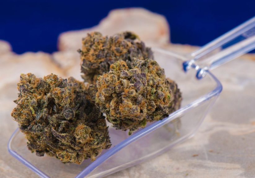 surprising purple strains that will knock your core in kitchener