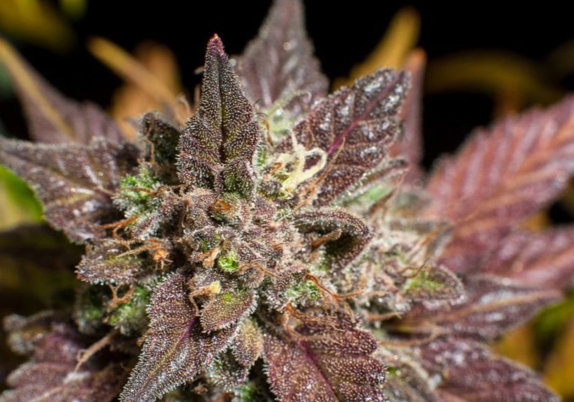 the best purple weed strains you must try in guelph